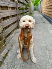 Riem Teddy - Bruin