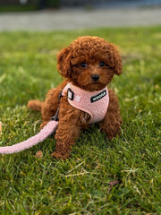 Set Teddy - Hellrosa