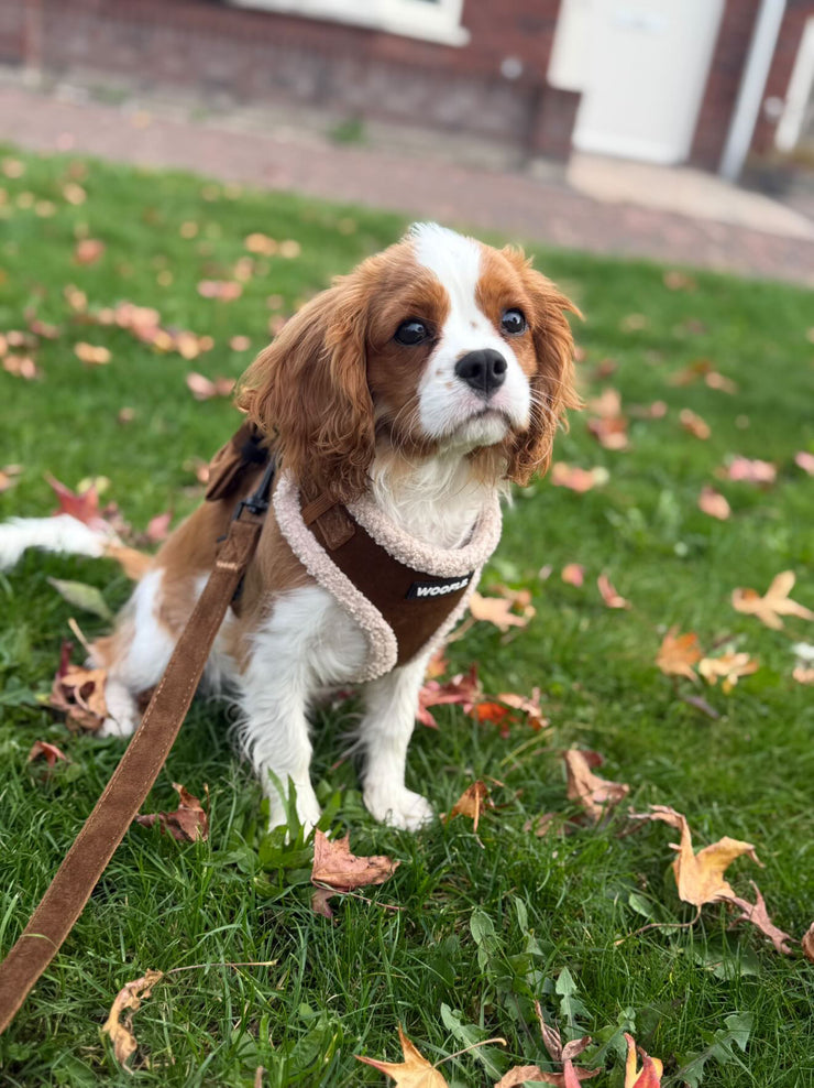 Complete Set Aspen - Chocolate Brown