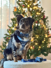 Complete Set Merry Tail - Donkerblauw