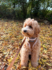 Complete Set Aspen - Chocolate Brown