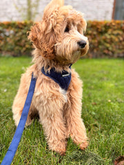 Complete Set Vanity - Navy Blue