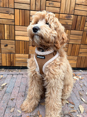 Tuigje Aspen - Chocolate Brown